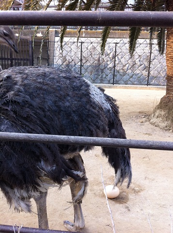 王子動物園 ダチョウの卵