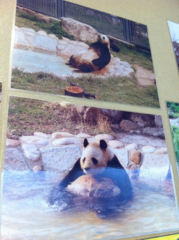 王子動物園 おっさんのような表情のパンダ写真