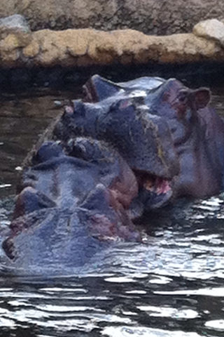 王子動物園 チューするカバ