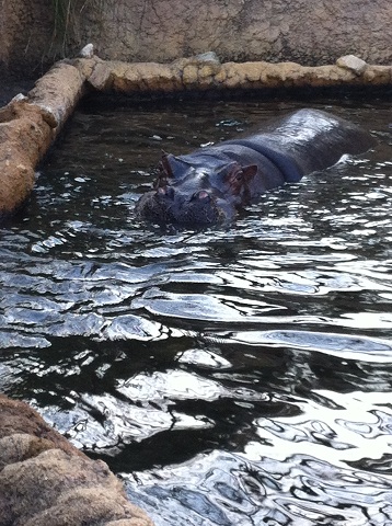 王子動物園 カバ