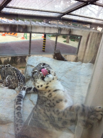 王子動物園 舌を出すチーター