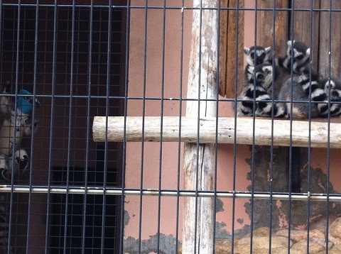 王子動物園 ワオキツネザル