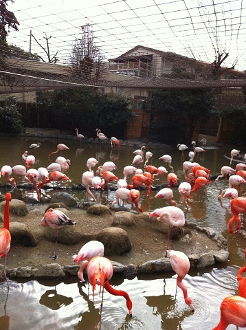 王子動物園 フラミンゴの群れ