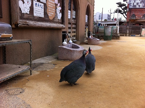 王子動物園 うるさいホロホロチョウ