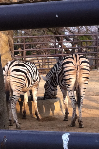 王子動物園 シマウマのお尻