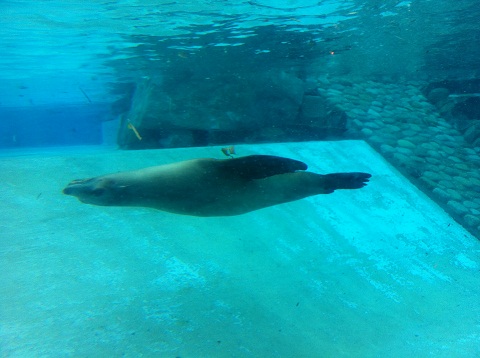 王子動物園 裏返って泳ぐアシカ