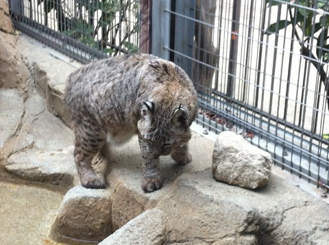 王子動物園 ボブキャット