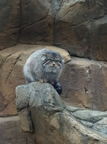 王子動物園 マヌルネコ