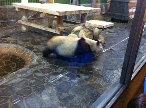 王子動物園 歩き回るパンダ
