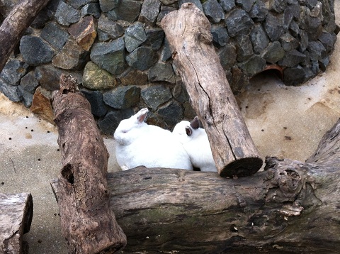 王子動物園 木の根元に隠れるウサギ