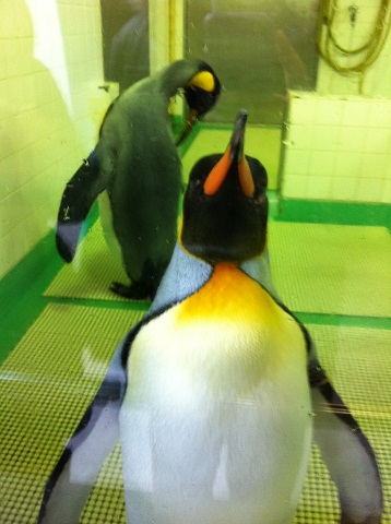 王子動物園 オオサマペンギンの超接写