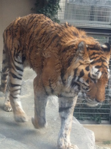 王子動物園 毛並みの悪いトラ