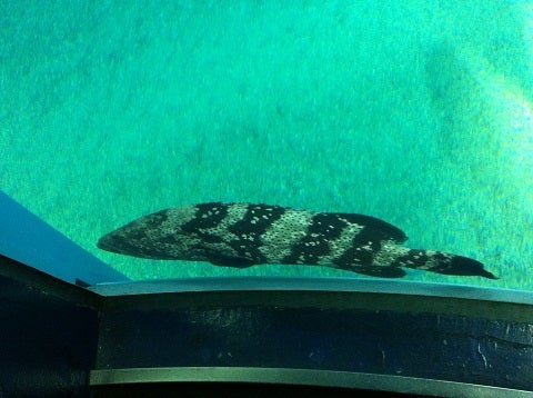 ガラスのすぐ近くまで寄ってきた地味な魚