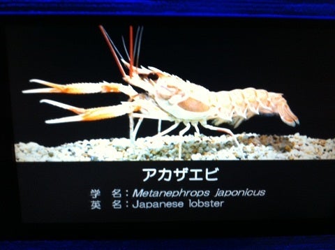 深海コーナーのアカザエビ