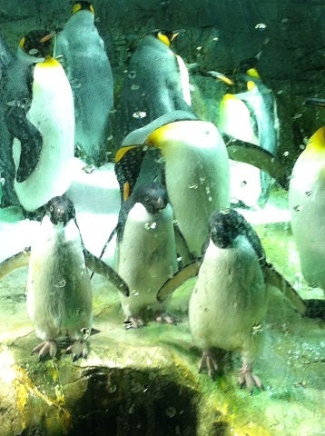 雪が降る中のペンギン