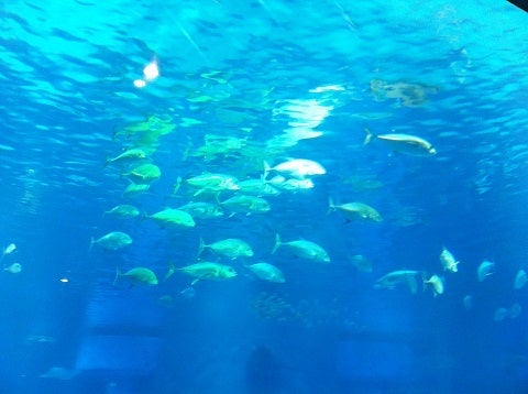 海遊館の水槽を泳ぐ魚群