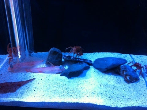 サガミモガニの脚