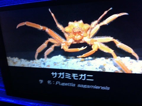 深海コーナーのサガミモガニ