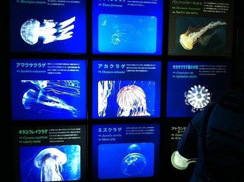 クラゲの種類を紹介する館内表示