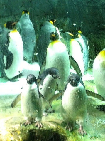 羽をパタパタさせるペンギン