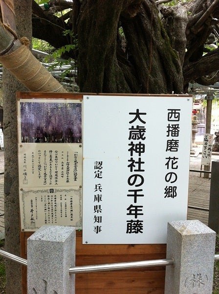 大歳神社の千年藤