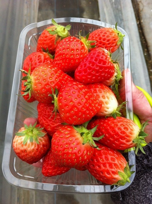 イチゴ狩りで収穫した大量のイチゴがパックに並んでいる