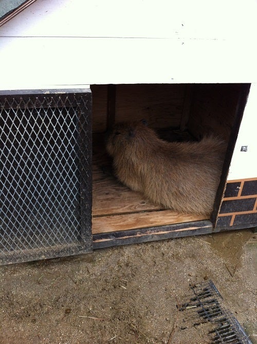 小屋の奥で丸まって寝ているカピバラ