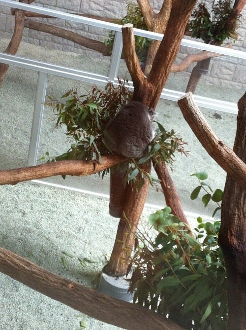 木の枝の上で丸まって眠っているコアラ