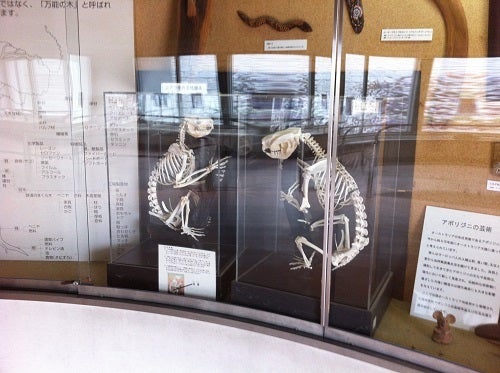 コアラ館に展示されているコアラの骨格標本