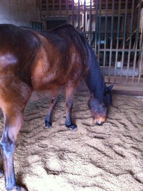 イングランドの丘のお馬さん