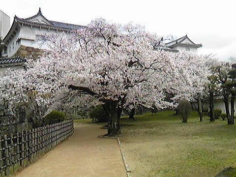 百間廊下の窓から見えた姫路城の桜