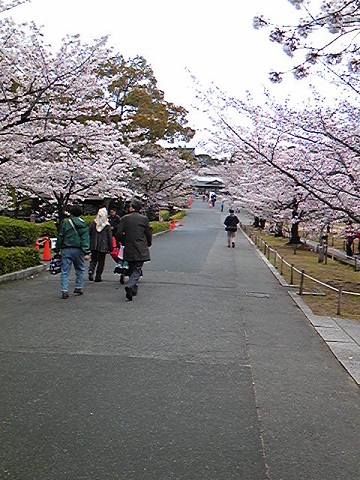 満開の桜並木が続く姫路城の城内