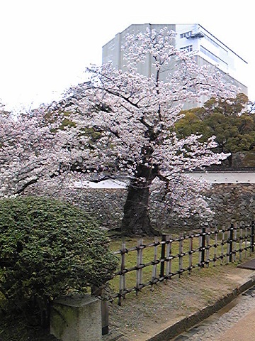 姫路城の石垣を背景に咲く桜